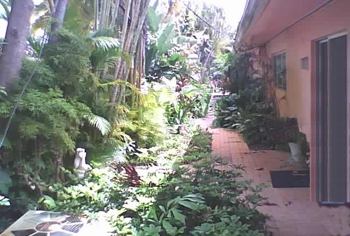 landscape cleanup and renovation